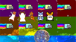 cat_drama