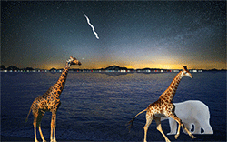 giraffe