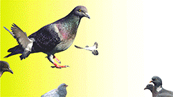 pigeons