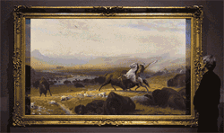 bison