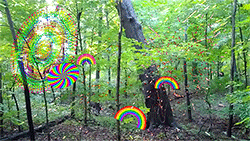 forest